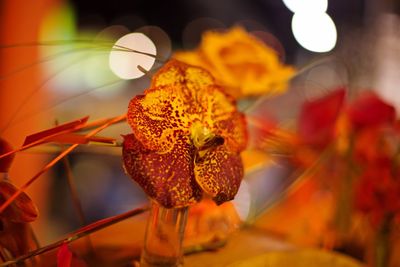 Close-up of plant against blurred background