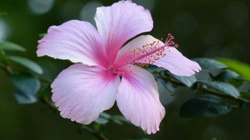 Close-up of pink flower