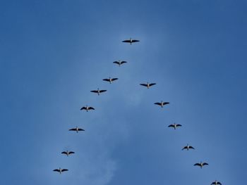 Low angle view of bird flying against blue sky