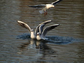 Seagulls flying over lake