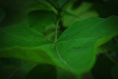 Close-up of green leaf