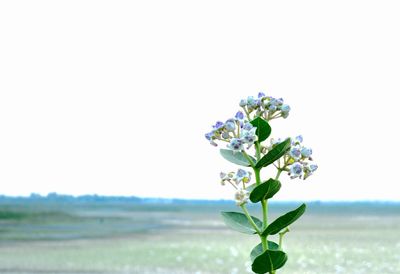 Close-up of plant growing on field against clear sky