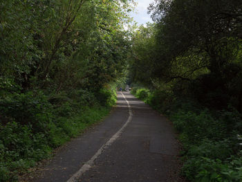 Road amidst trees in forest