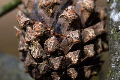 Opened brown spruce cone, close-up.