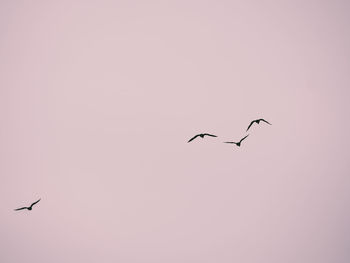 Low angle view of birds flying against clear sky