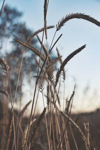 Close-up of stalks in field against sky