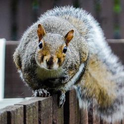 Close-up portrait of squirrel on wood