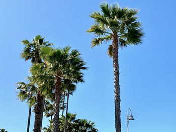 Low angle view of coconut palm tree against clear blue sky