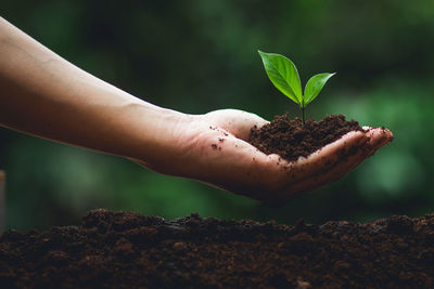 Cropped hand planting seedling in dirt