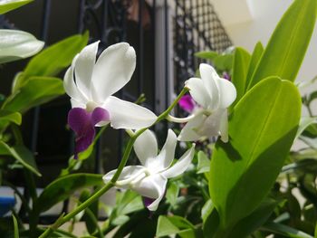 Close-up of pink flowers