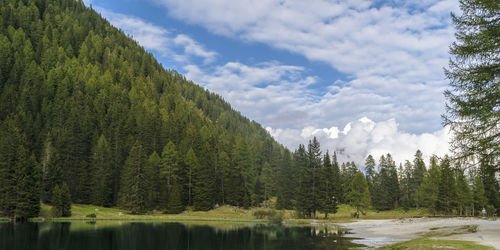 Panoramic view of lake and trees in forest