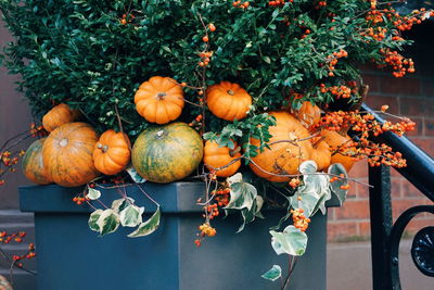 Pumpkins on plant during autumn