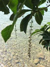 High angle view of leaves in lake