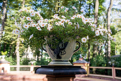 Close-up of flower pot on table