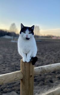 Portrait of cat on wooden post