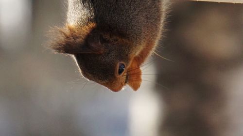 Close-up of squirrel