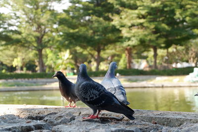 Birds on a lake