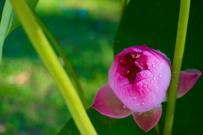 Close-up of water lily blooming outdoors