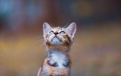 Close-up of a cat looking away