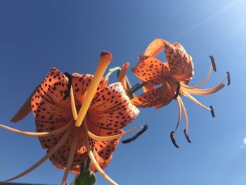 Low angle view of flowers against clear blue sky