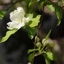 Close-up of flowering plant