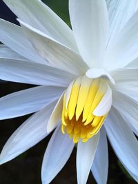 Close-up of fresh white flower blooming outdoors
