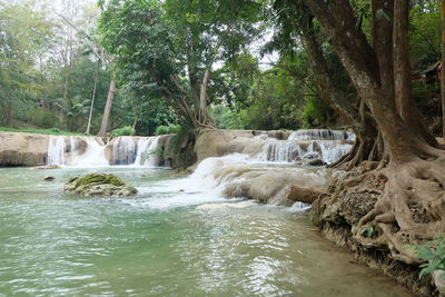 Scenic view of waterfall in forest