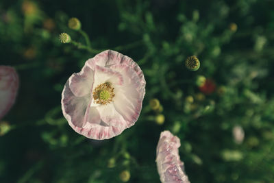 Close-up of poppy flower against blurred background