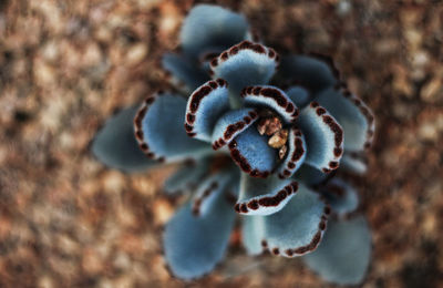 Close-up of a flower