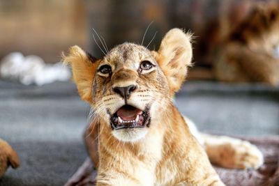 Close-up of young lion