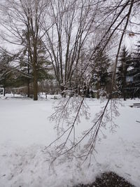 Bare trees on snow covered landscape