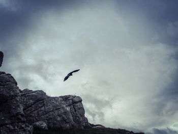 Low angle view of bird flying against sky