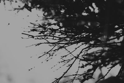 Low angle view of tree branches against the sky