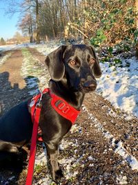 Portrait of a dog