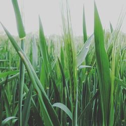 Close-up of plants growing in field