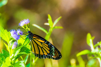 Close-up of monarch butterfly pollinating on fresh pink flower