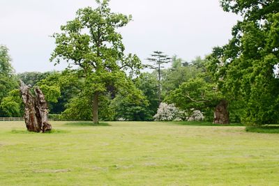 Trees on grassy field