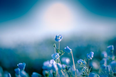 Close-up of flowering plant against blue sky