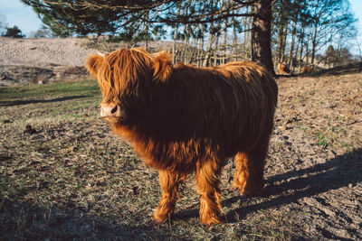 Lion standing in a field