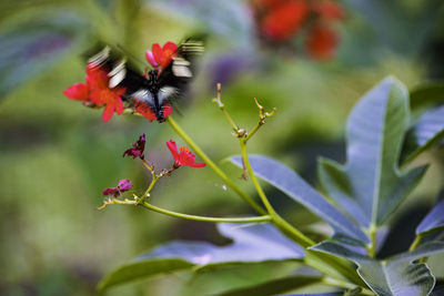 Close-up of insect on purple flowering plant