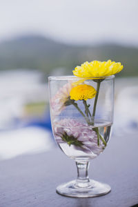 Close-up of yellow flower on table