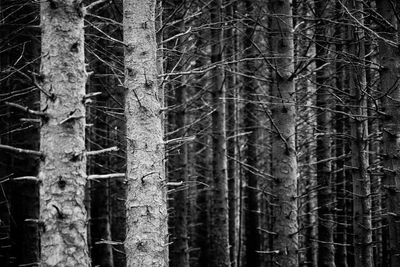 Close-up of bare trees in forest