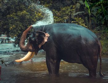 Close-up of elephant standing in water