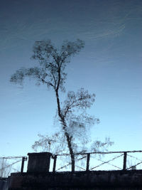 Low angle view of tree against clear sky