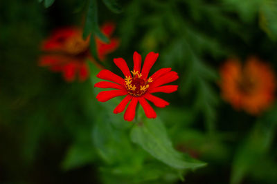 Close-up of red flower