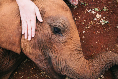 Close-up of elephant