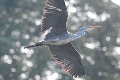 Close-up of a bird flying