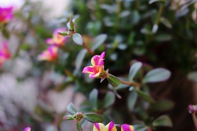 Close-up of pink flowering plant