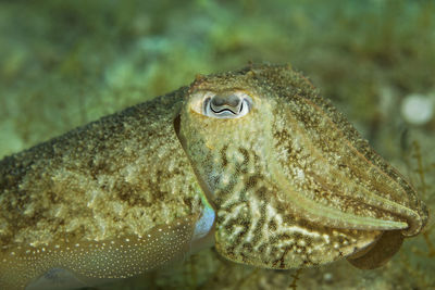 Close-up of cuttlefish swimming in sea
