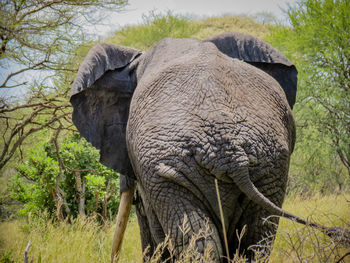 Elephant standing by tree